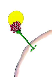 گلِ سرخ