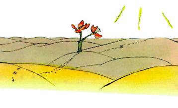 یک گُل وسطِ کویر یک گُل وسطِ کویر